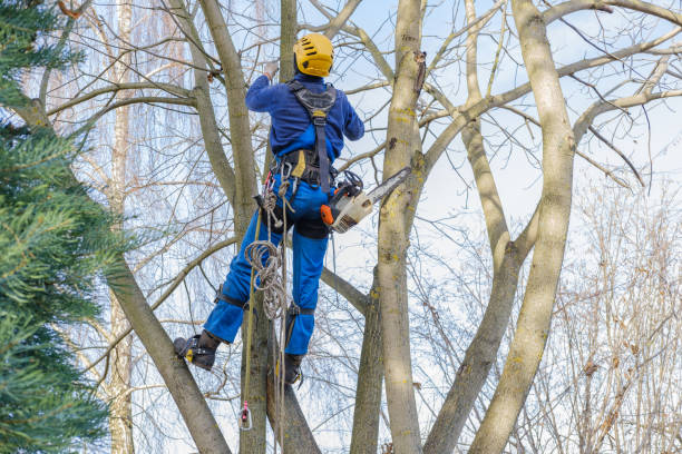 Best Firewood Processing and Delivery  in Wingate, NC