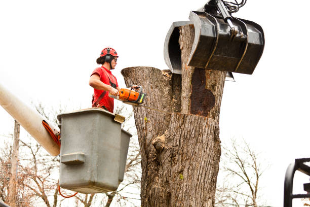 Best Arborist Consultation Services  in Wingate, NC